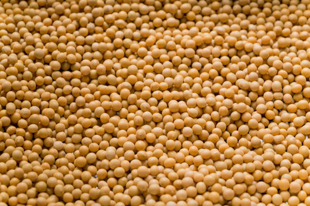 istock Soy been healthy concept 1057160818