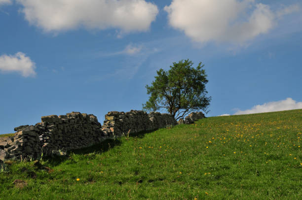 une scène pastorale de beau pays avec un pré ensoleillé lumineux colline verdoyante avec vieux mur de pierre ruine en cours d’exécution sur une colline avec un arbre solitaire au dessus d’un champ de printemps vert avec un ciel bleu nuageux - vibrant color rural scene outdoors tree photos et images de collection