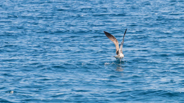 istock Young gull in flight over the sea Close up 1057166938