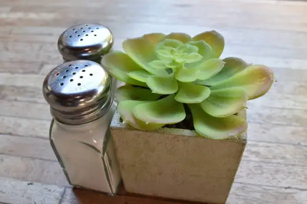 Salt and  Pepper with small plant