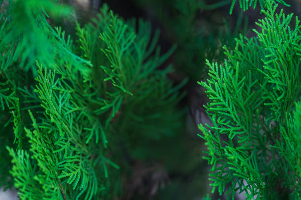 istock green leaves background 1057173286