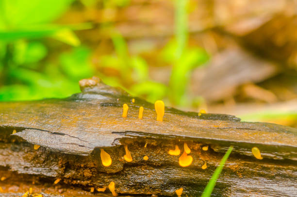 agaric mycota of Western Ghats of Karnataka, Calocera viscosa, commonly known as the yellow stagshorn, is a jelly fungus, a member of the Dacrymycetales, an order of fungi characterized by their unique \