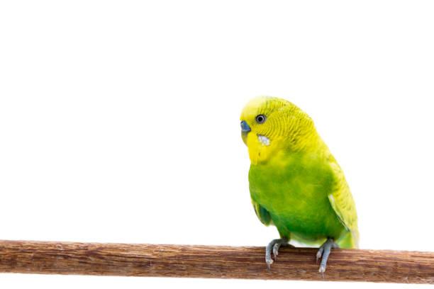 istock Yellow and green budgie, Budgerigar Bird 1057180500