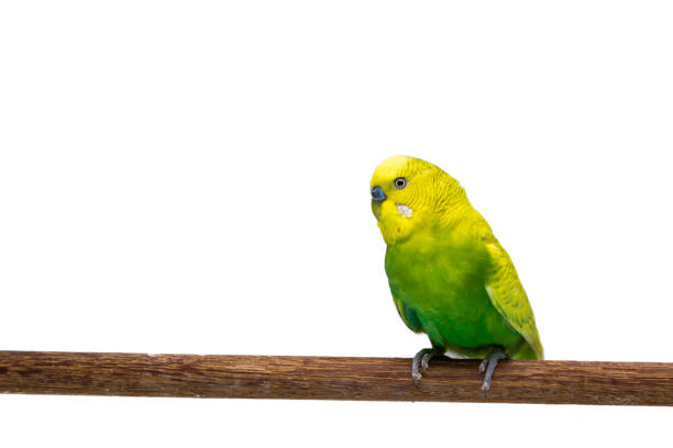 istock Yellow and green budgie, Budgerigar Bird 1057180542