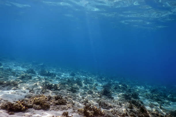 istock Underwater Scene Sunlight, fish Underwater Life. 1057180752