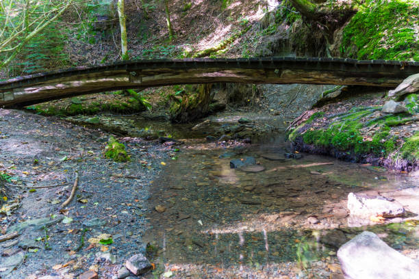 istock Wooden bridge over brook and moss covered ground in forest 1057180832