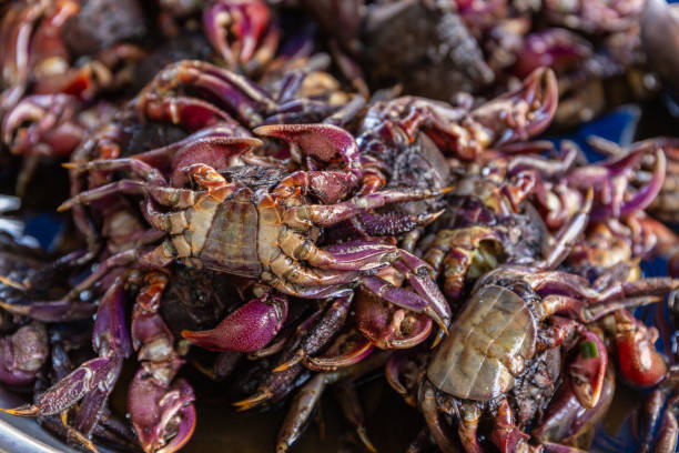istock The group of Salted crab or pickled crab 1057180964