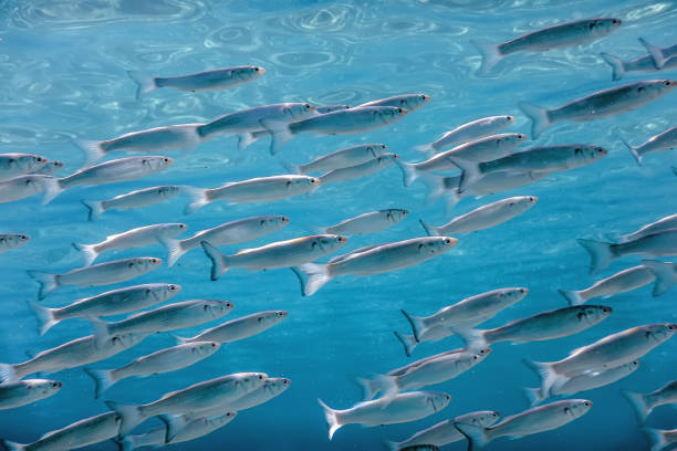 istock Fish School Underwater. Fishes underwater background. 1057180984