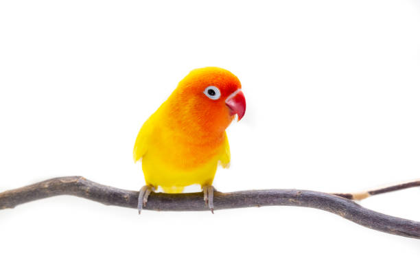 istock The Double Yellow Lovebird on white 1057185164