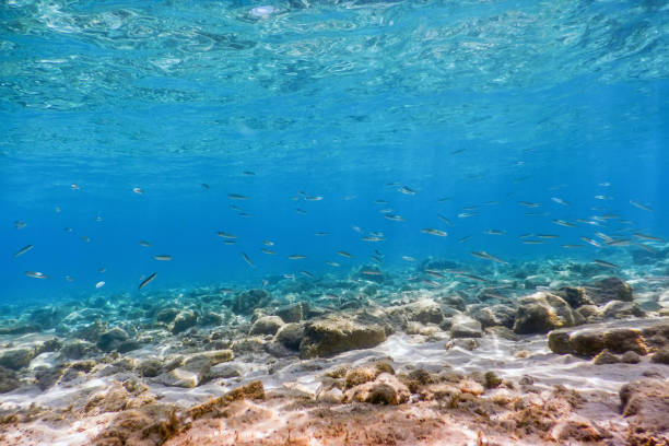 istock Underwater Scene Sunlight, fish and water surface. Underwater Life. 1057186812