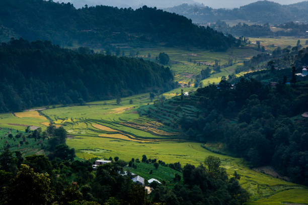 istock Nepal rice paddy field and village hill 1057189288
