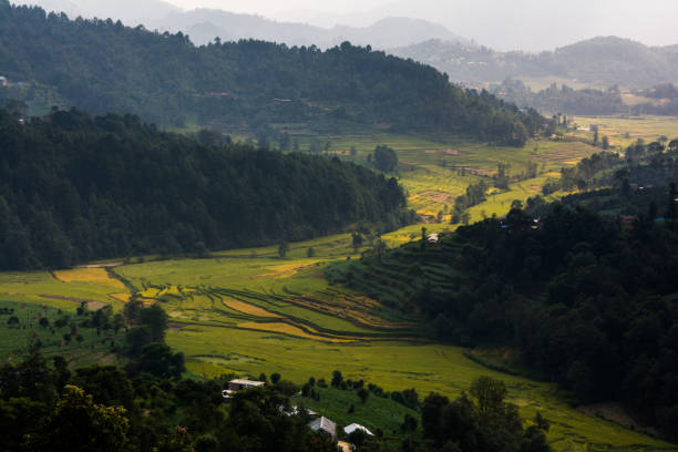istock Nepal rice paddy field and village hill 1057189300