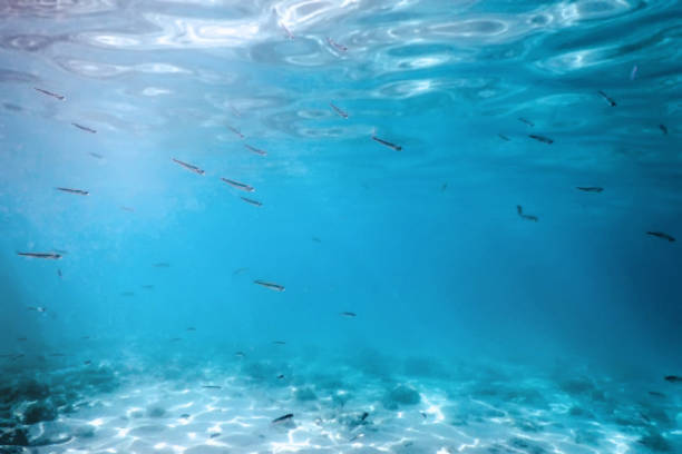 istock Underwater Scene Sunlight, fish and water surface. Underwater Life. 1057189356