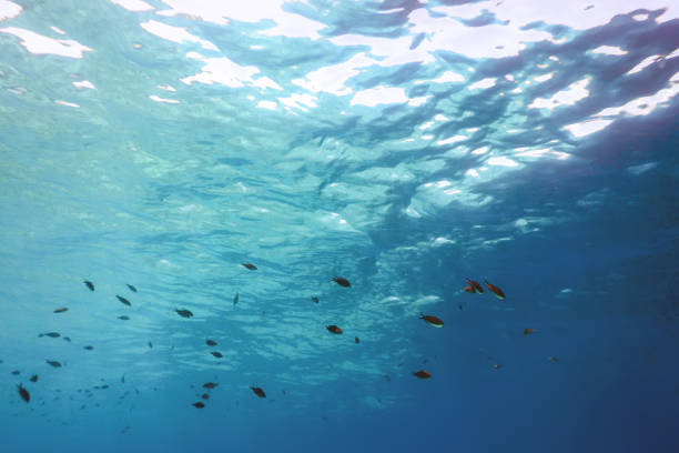istock Underwater blue background water surface and fishes 1057189790