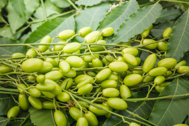 medizinische neem blätter mit früchten hautnah. - herbal medicine herb leaf india stock-fotos und bilder