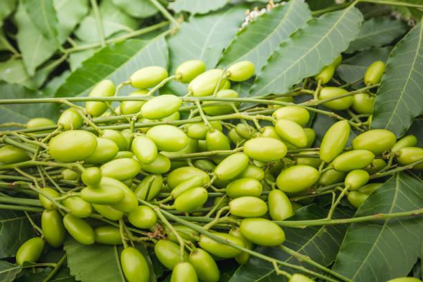 folhas de nim medicinais com frutas close-up. - azadirachta indica - fotografias e filmes do acervo