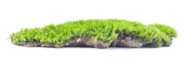 istock Green moss isolated on white background close up. 1057191790