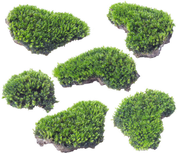 istock Green moss isolated on white background close up. 1057191796