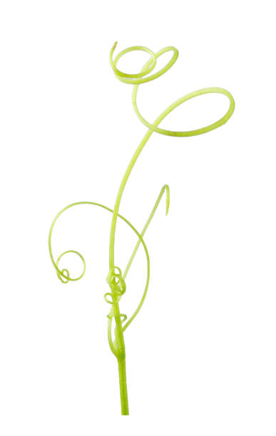 istock Green ivy plant  isolated on gray background, clipping path 1057191800