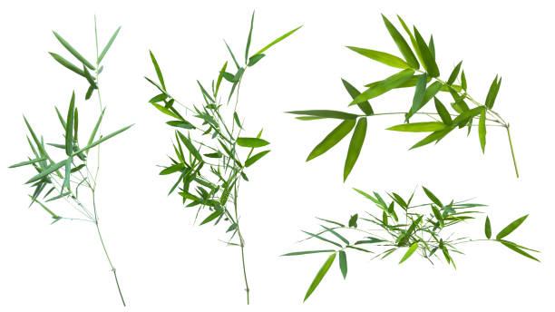 istock bamboo isolated on white background with clipping path 1057191816