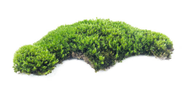 istock Green moss isolated on white background close up. 1057191868