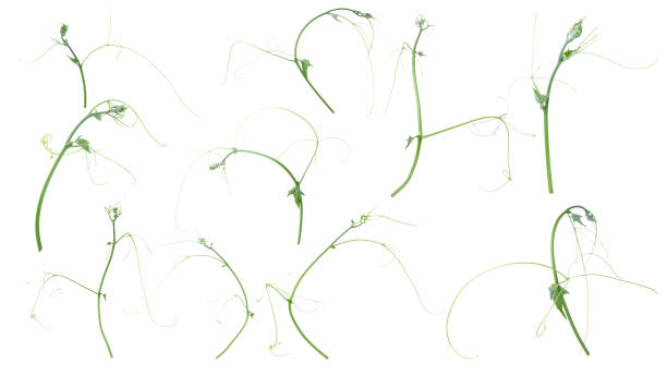 istock Green ivy plant  isolated on gray background, clipping path 1057191884