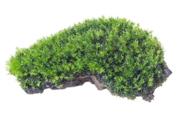 istock Green moss isolated on white background close up. 1057191940