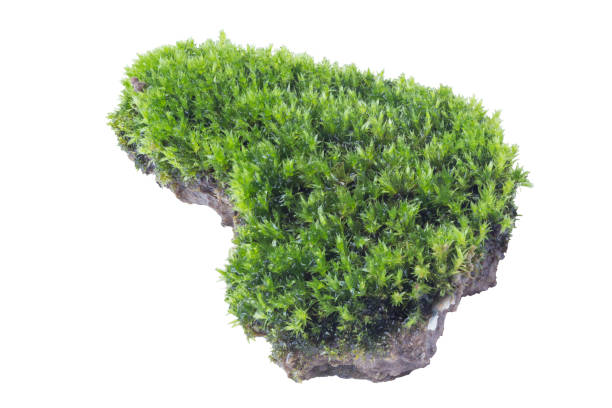 istock Green moss isolated on white background close up. 1057191958