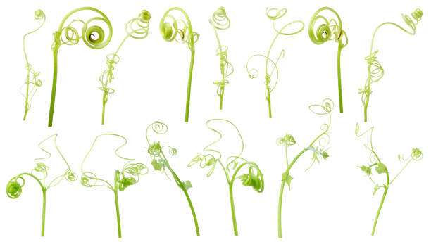istock Green ivy plant  isolated on gray background, clipping path 1057191966