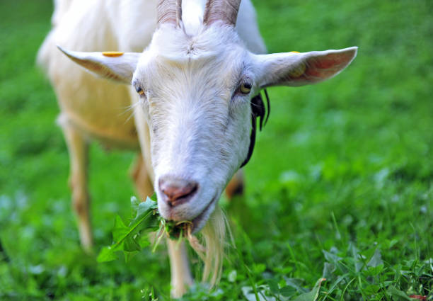 istock Portrait of white goat eating the grass 1057192006