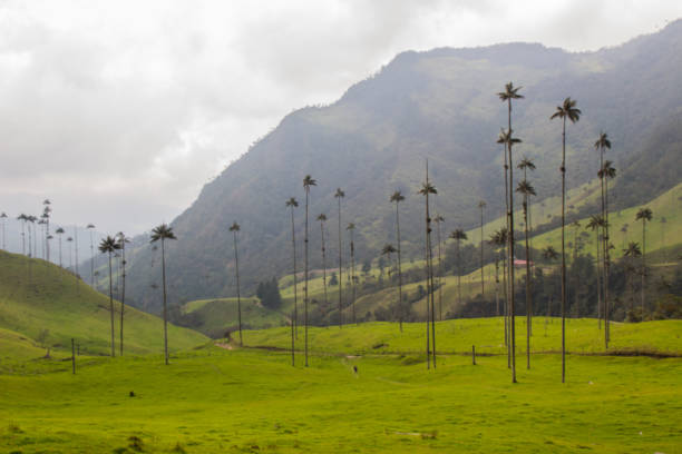 istock Cocora Valley, Salento, Colombia 1057195764