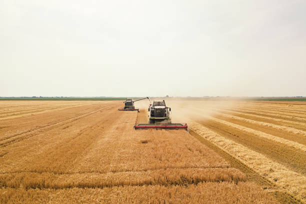 istock Combine harvester working on a wheat field. Combine harvester Aerial view. 1057199232