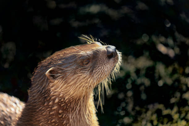 istock American river otter in north Wisconsin 1057205414