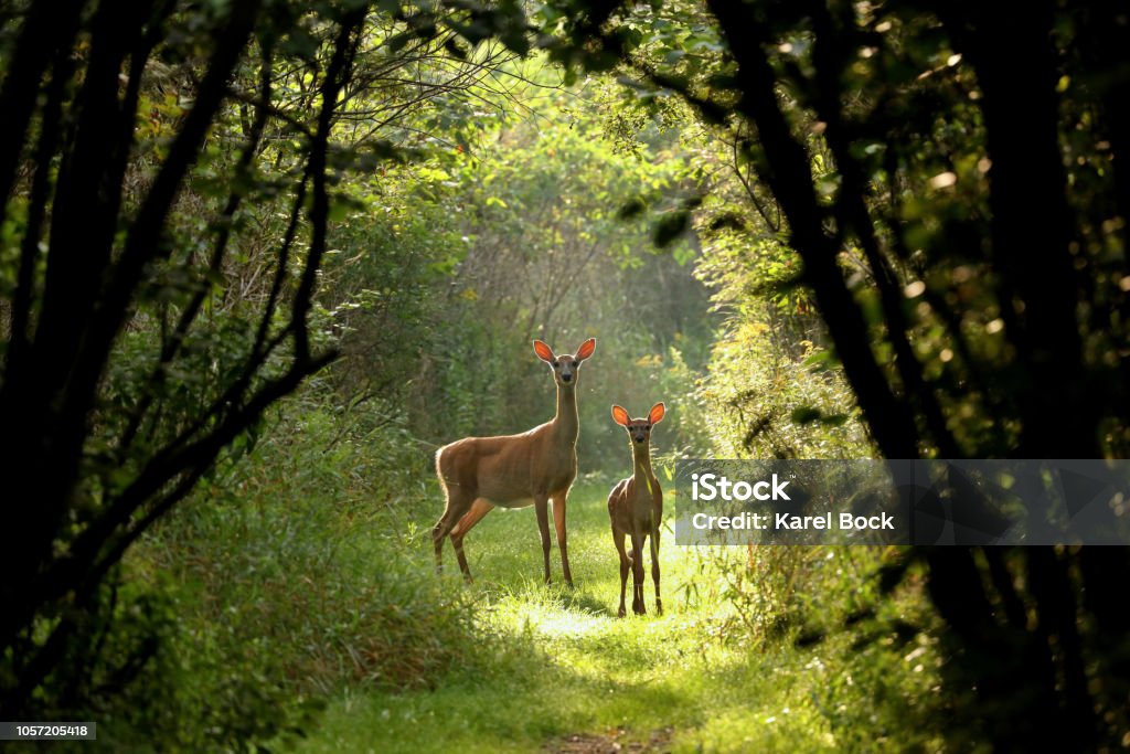White tailed deer  (Odocoileus virginianus) White tailed deer, hind with fawn on the natural trail Deer Stock Photo