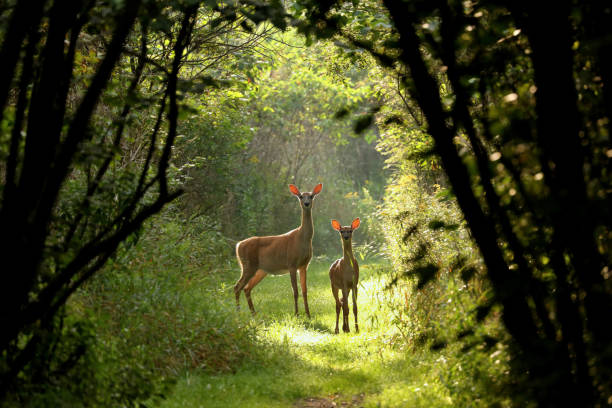 White tailed deer  (Odocoileus virginianus) White tailed deer, hind with fawn on the natural trail fawn young deer stock pictures, royalty-free photos & images