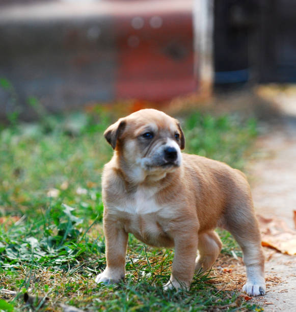 istock cute mixed breed puppy 1057206812
