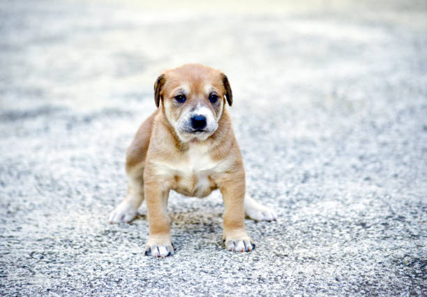 cute four weeks old puppy