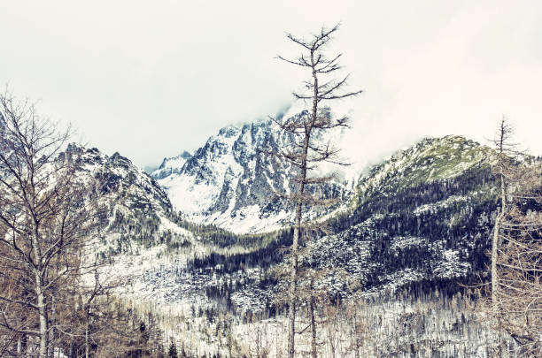 istock Spruce forest after natural disaster in High Tatras 1057209028