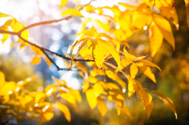 istock Autumnal background of park 1057209300