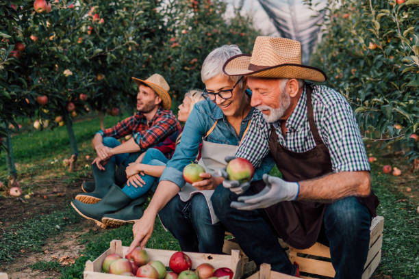 istock Senior couple at apple orchard 1057212886