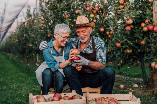 istock Old couple holding an apple 1057212950
