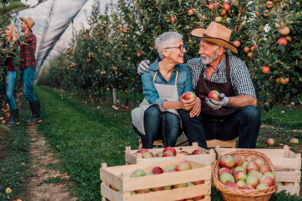 istock Senior couple sitting by packed home grown apples 1057212970
