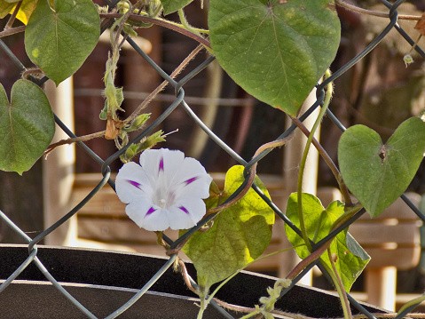 Flower of Larger bindweed creep up the chicken wire fence