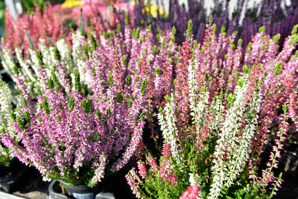 istock Various colored Heather bushes in the flowerpots 1057213590