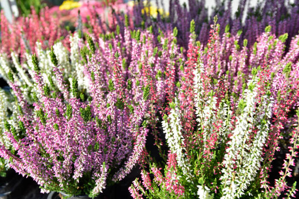 istock Various colored Heather bushes in the flowerpots 1057213594