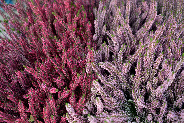 istock Various colored Heather bushes in the flowerpots 1057213600