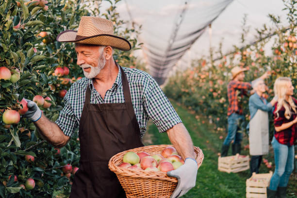 istock Mature man picking up apples 1057214050