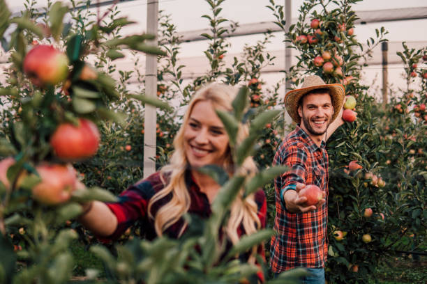 istock Couple at apple orchard 1057218714