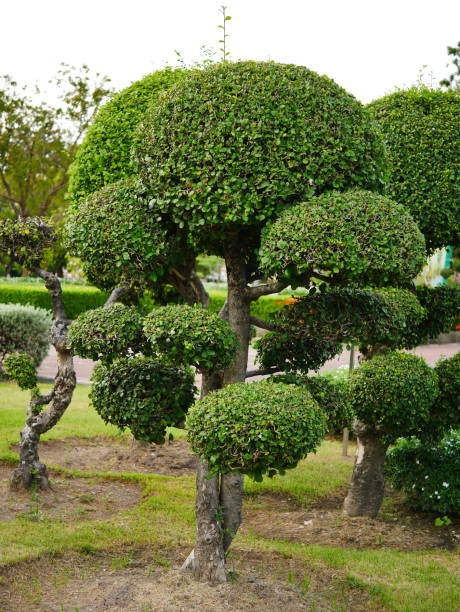 istock Tropics landscape garden 1057218718