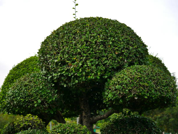 istock Tropics landscape garden 1057218754
